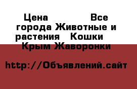 Zolton › Цена ­ 30 000 - Все города Животные и растения » Кошки   . Крым,Жаворонки